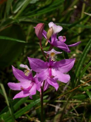 Calopogon tuberosus orchids in South Carolina