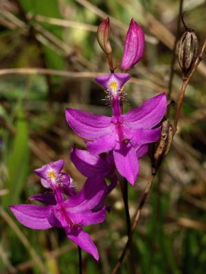 Calopogon tuberosus - with last year's seed pods