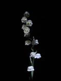 Lily of the Valley