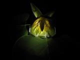 Tulip Popular