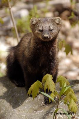 Fisher on Rock