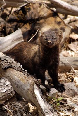 Fisher in Woodpile