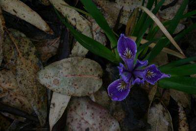 Wild Iris I