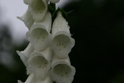 Fog and Foxglove II