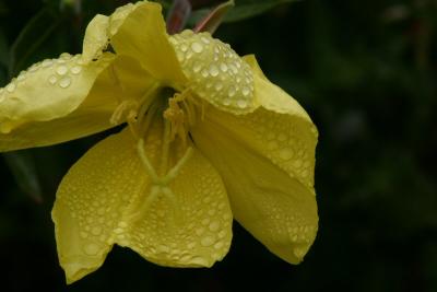 Fog Drops I