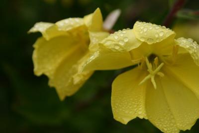 Fog Drops II