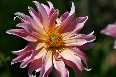Star Dahlia