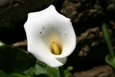 White Cala