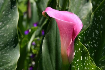 Pink Cala