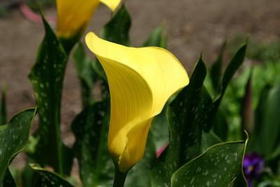 Yellow Cala