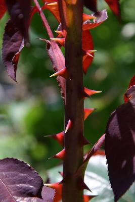 Red Thorns