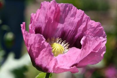 Poppy