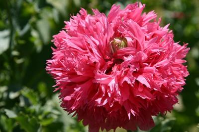 Poppy