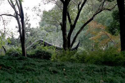 Tiger Hill