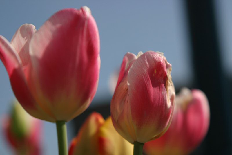 Tulips