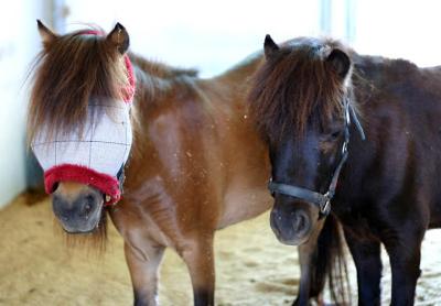  Mini horses