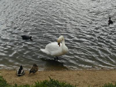 Swan, Hampstead Heath (5/6)