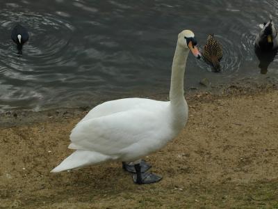 Swan Gets Closer, Hampstead Heath (5/6)