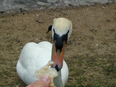 I Feed the Swan, Hampstead Heath (5/6)