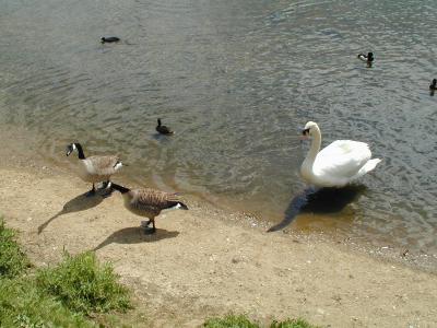 Swan and Geese, Hampstead Heath (5/6)