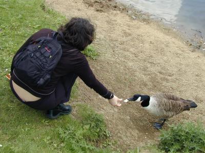 Hand-Feeding a Goose, Hampstead Heath (5/6)