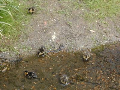 Baby Ducklings, Hampstead Heath (5/6)