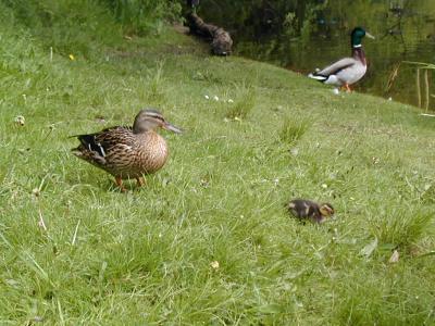 Duck Family, Hampstead Heath (5/6)