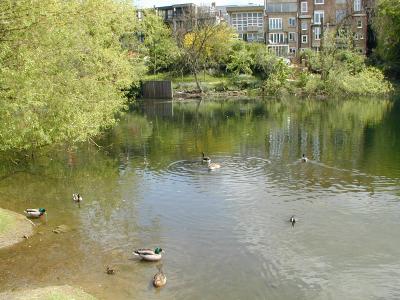 Survey of the Pond, Hampstead Heath (5/6)