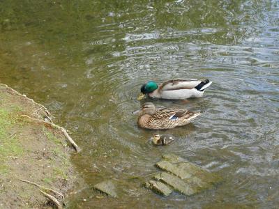 Duck Family in Water, Hampstead Heath (5/6)