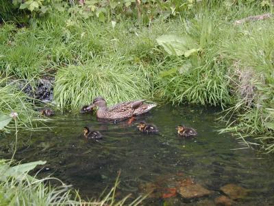 Mother with Ducklings, Hampstead Heath (5/6)