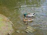Duck Family in Water, Hampstead Heath (5/6)