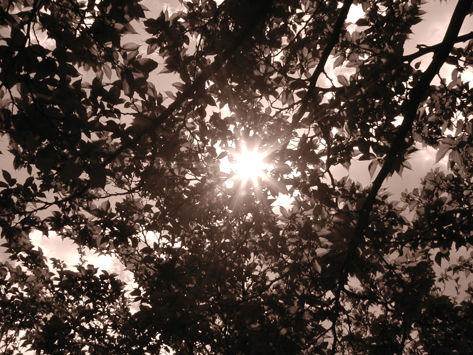 Sunlit Trees, WWII Deportation Memorial, Paris (5/3)