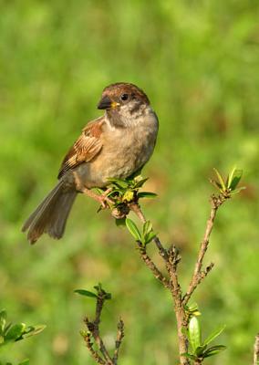 tree_sparrow_juvenile.jpg