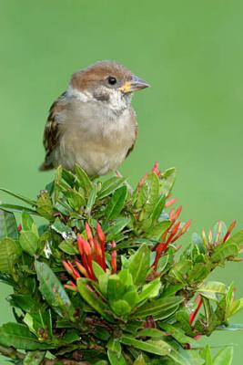 tree_sparrow_juvenile2.jpg