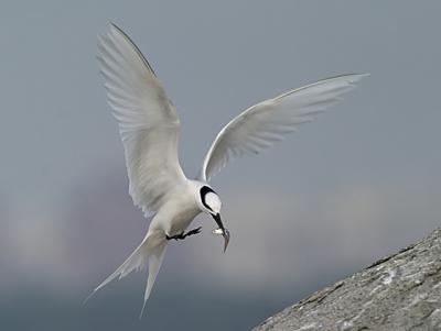 Landing with food