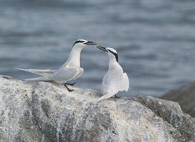 Courtship
