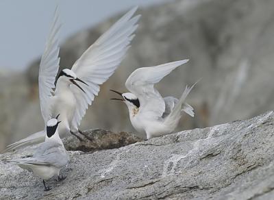 Fight