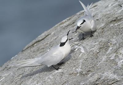 courtship