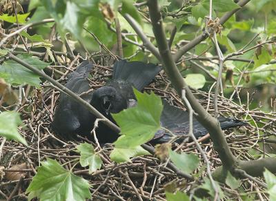 shortly after hatching