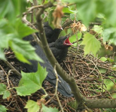 crows