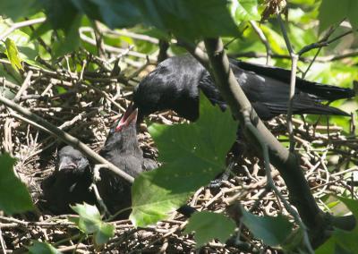 crows