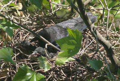 crows