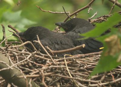 crows