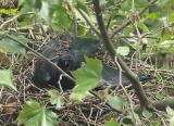 shortly after hatching