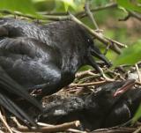 crows