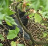 crows
