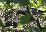 crows