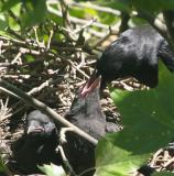 crows