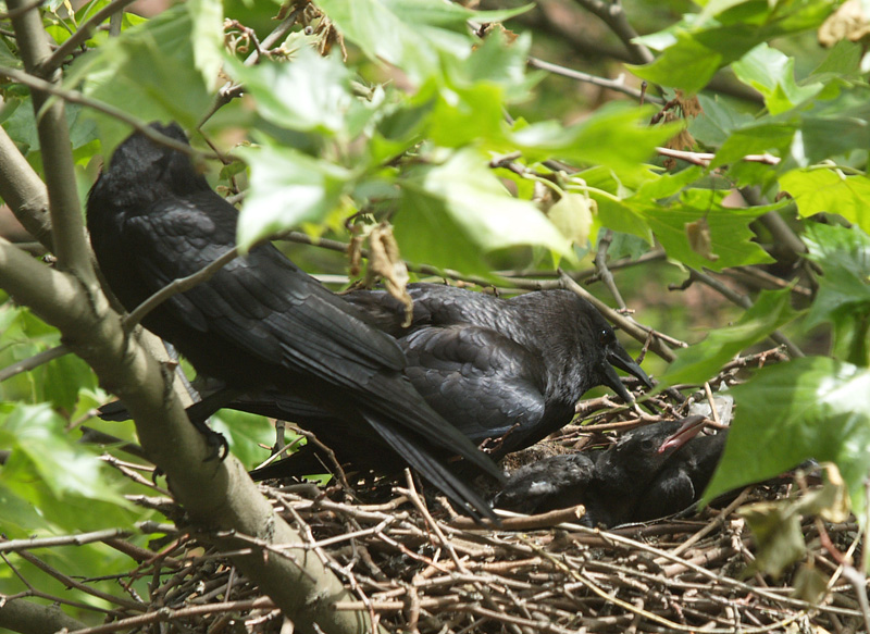 crows