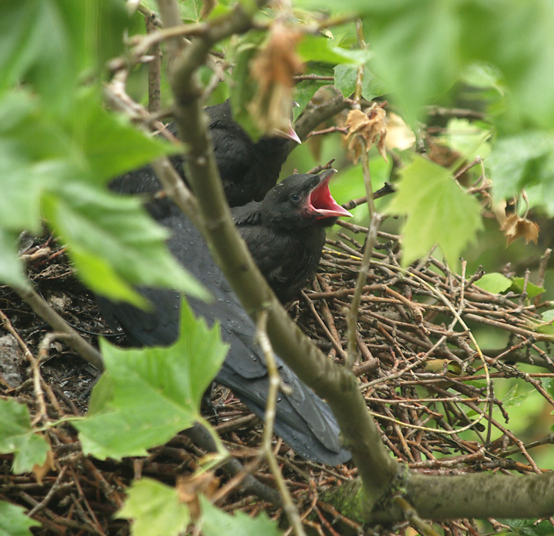 crows